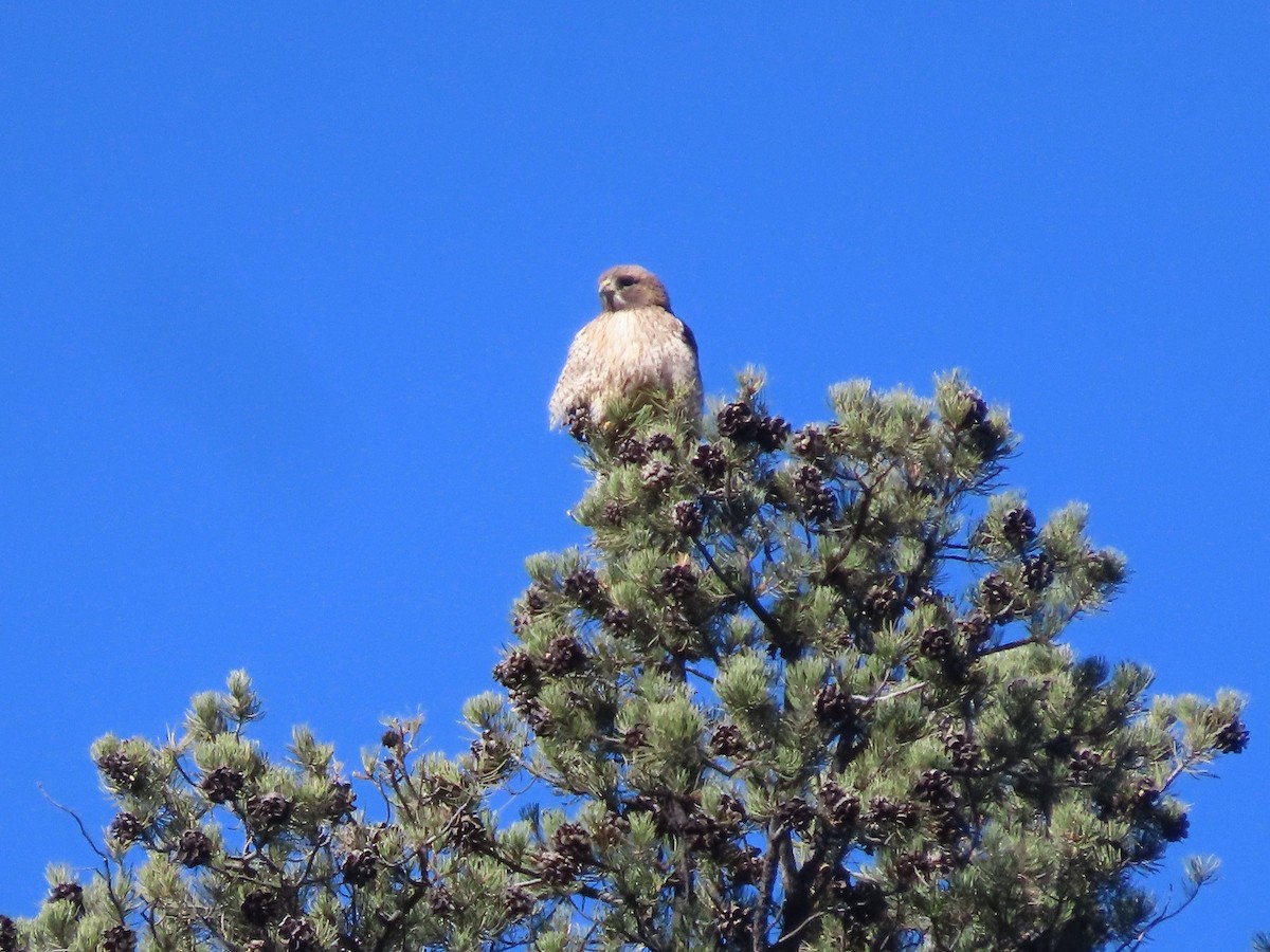 Red-tailed Hawk - ML553519721