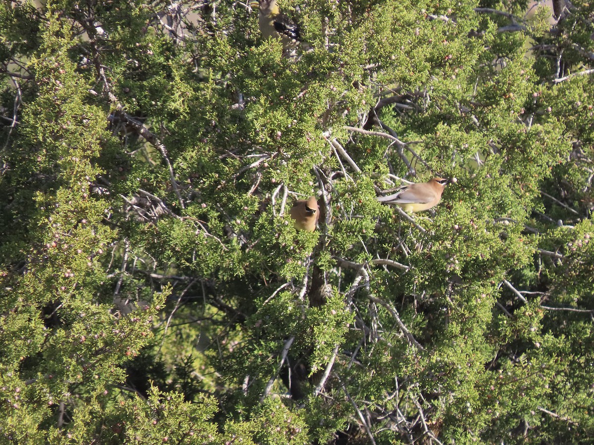 Cedar Waxwing - ML553521341