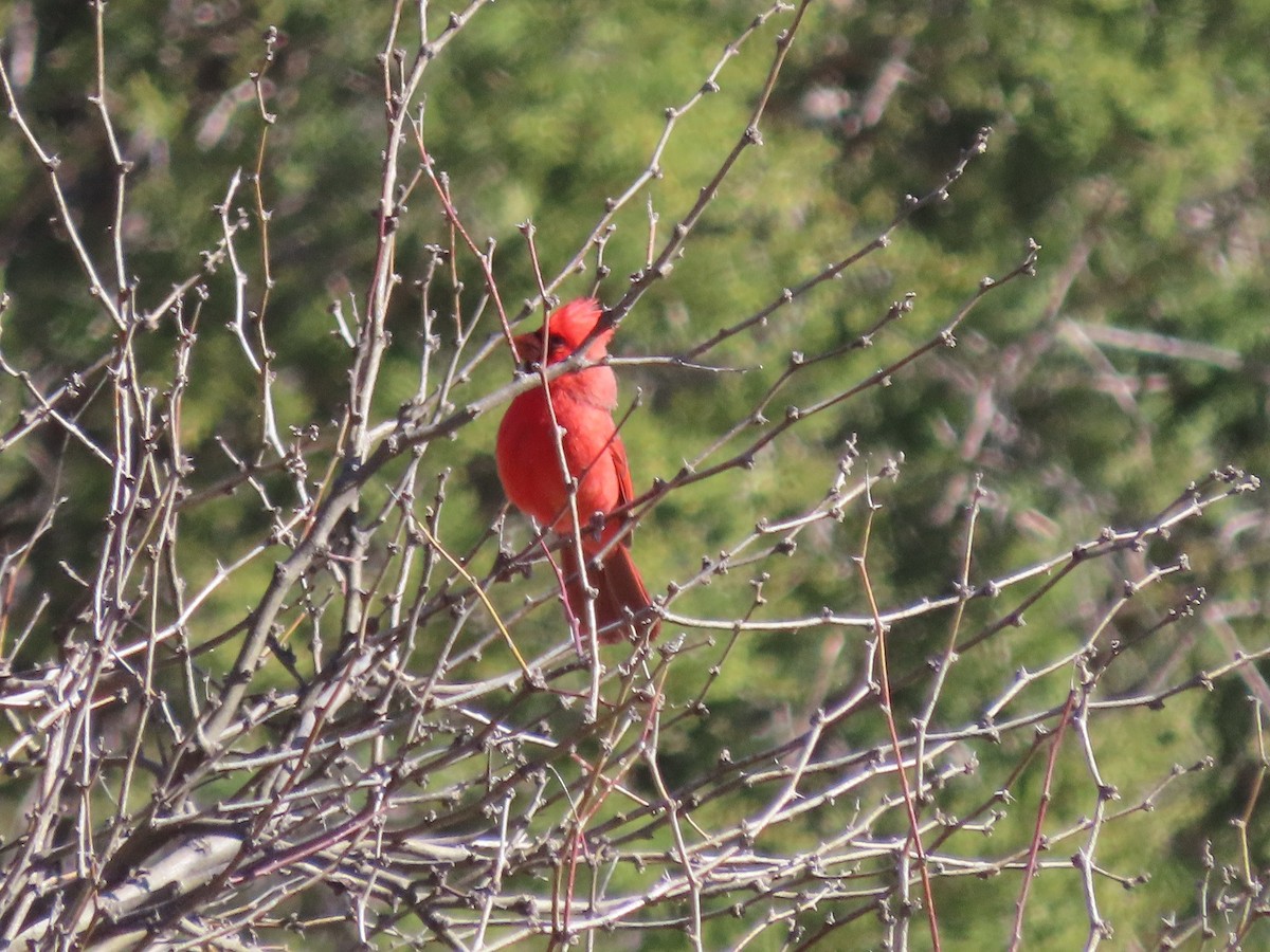 Northern Cardinal - Anne (Webster) Leight