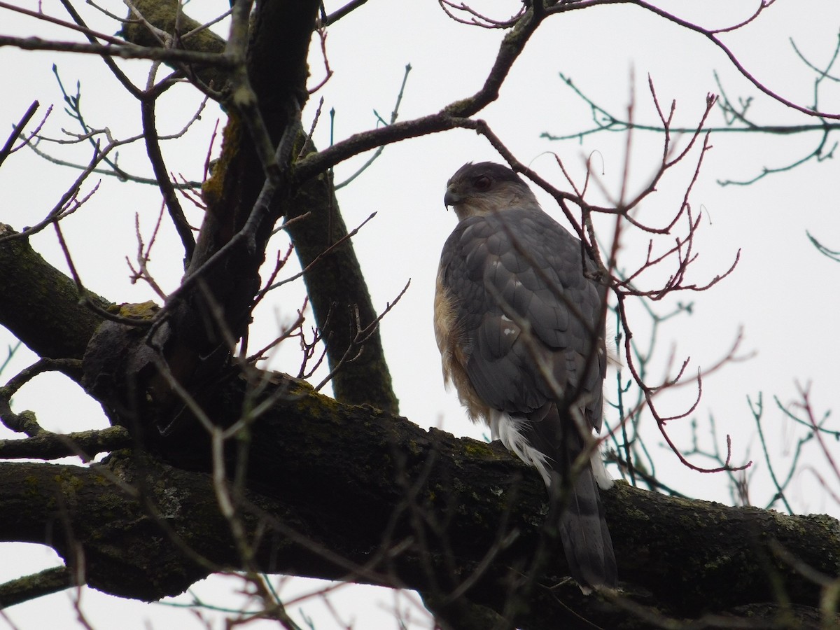 Cooper's Hawk - ML553523181