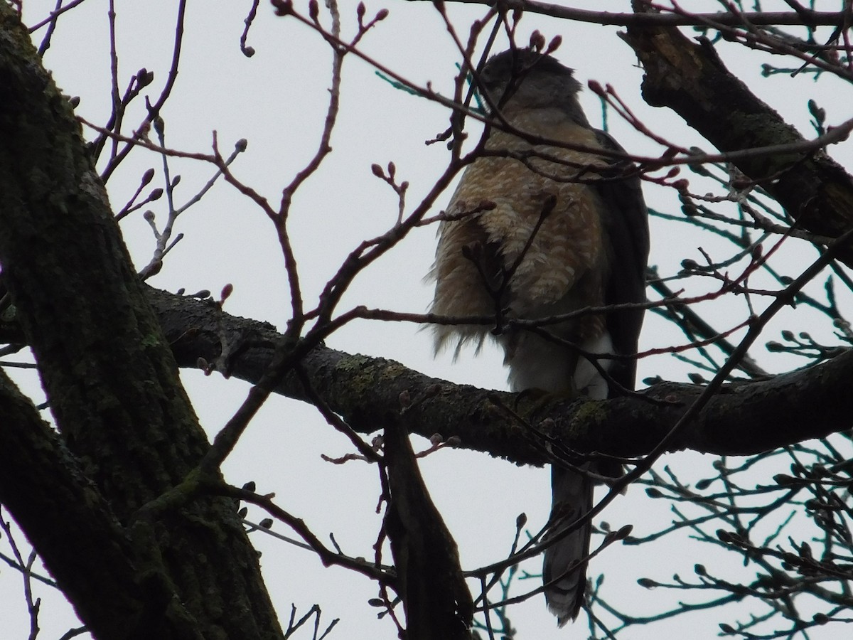 Cooper's Hawk - ML553523211