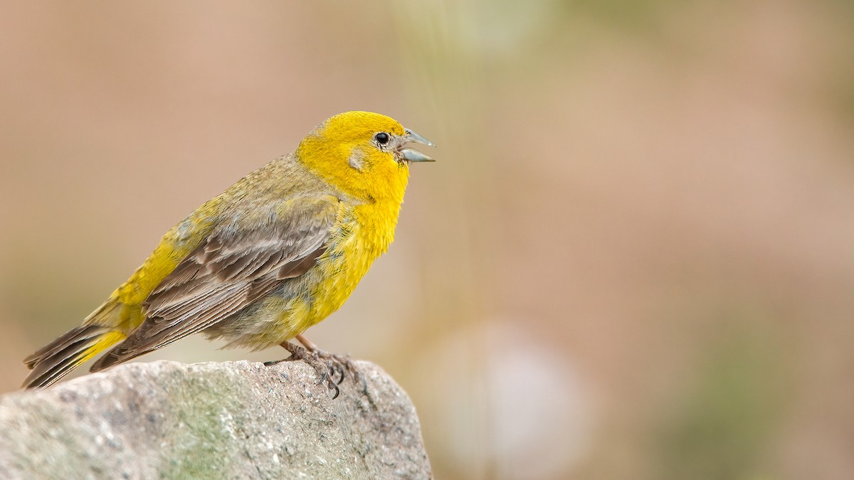 Greater Yellow-Finch - Lukasz Ifczok