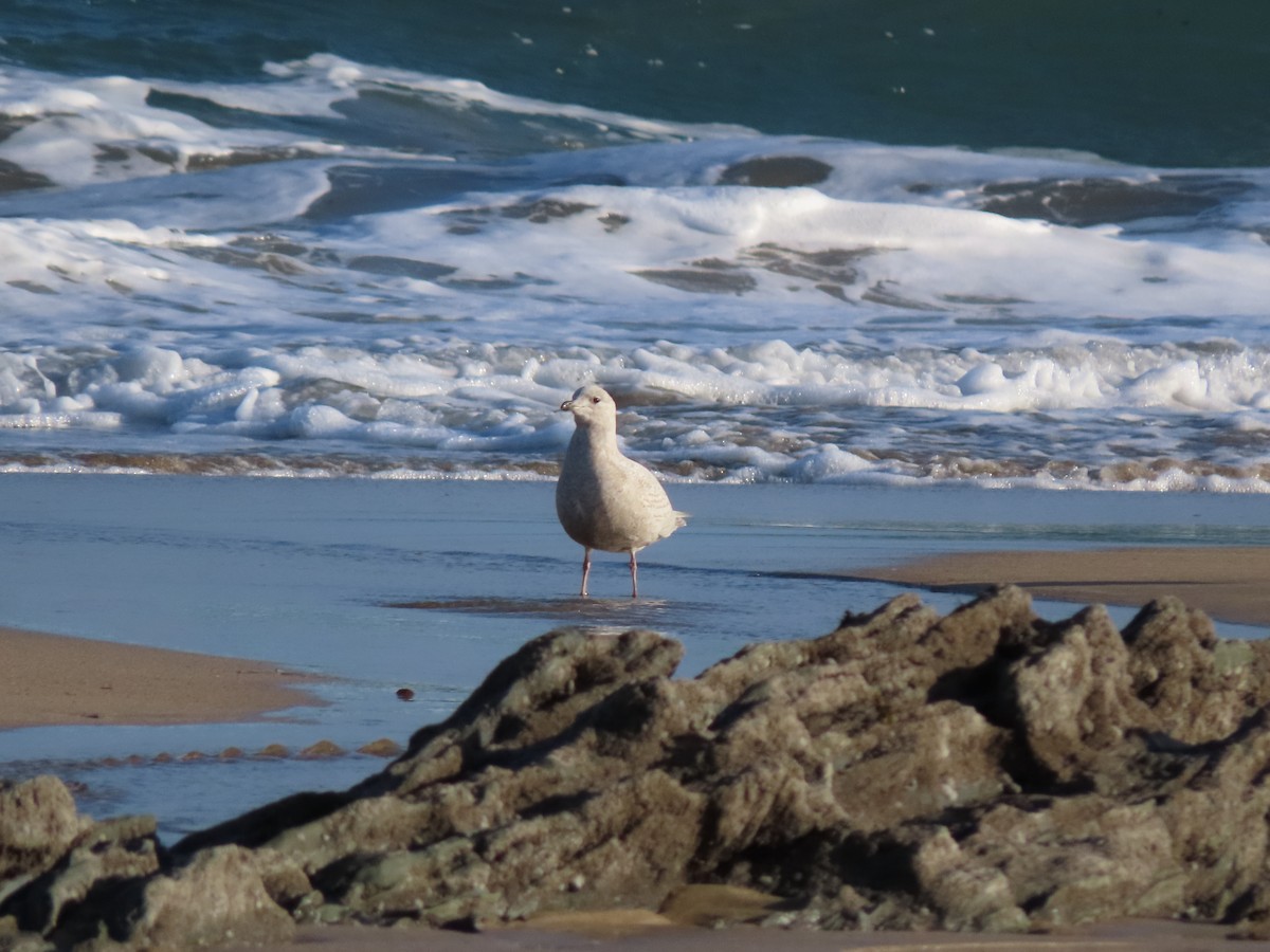 Iceland Gull (kumlieni) - Joaquín Meana