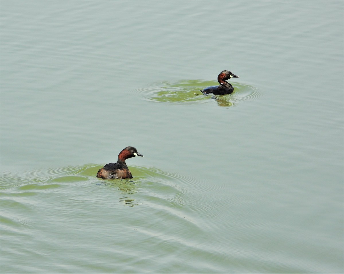 Little Grebe - ML553525131