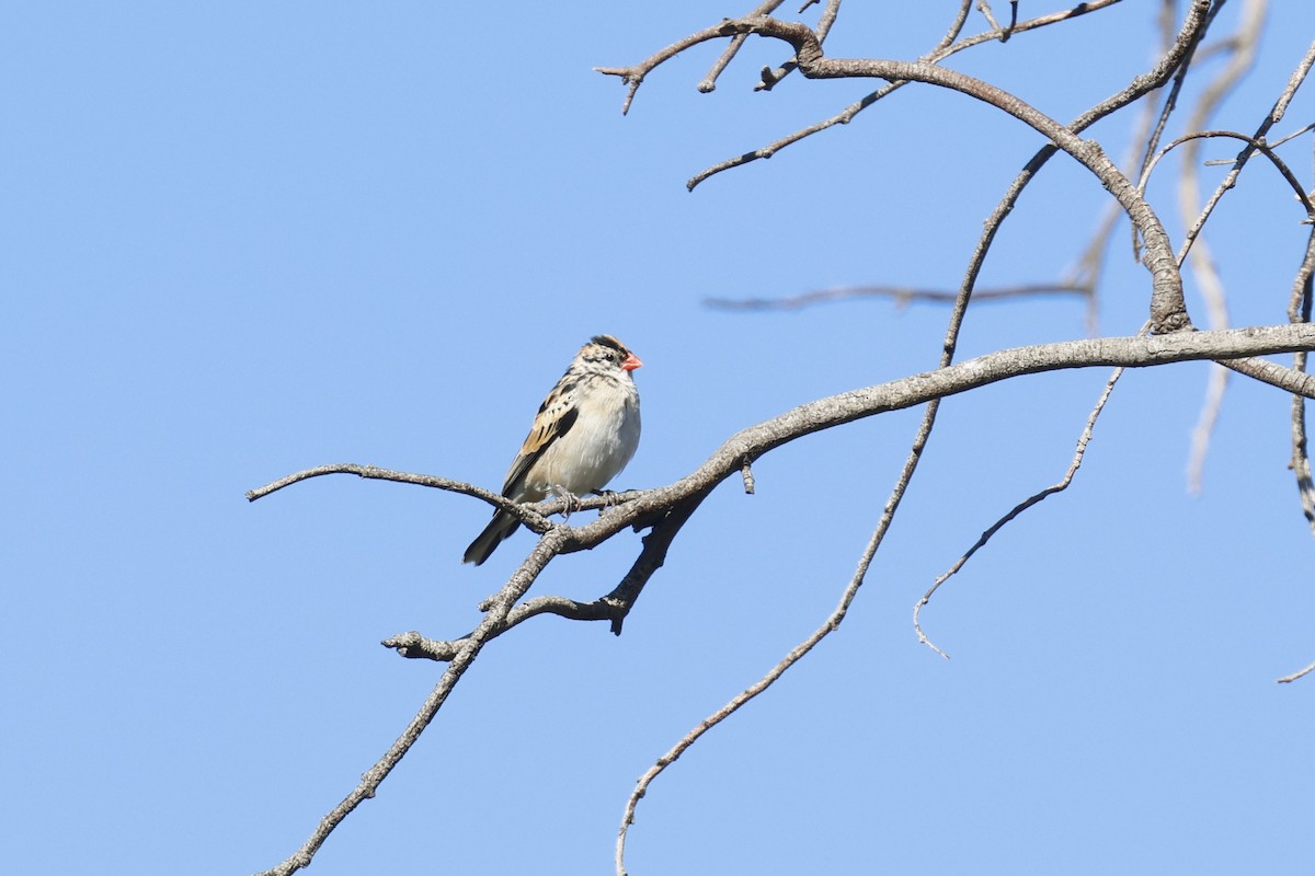 Pin-tailed Whydah - Tom Fangrow