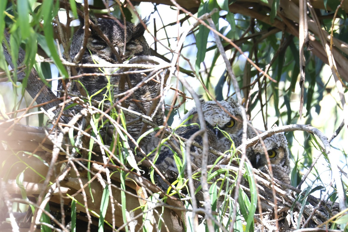 Great Horned Owl - Tom Fangrow