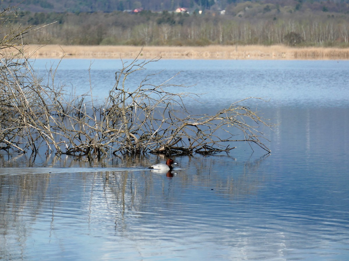 Common Pochard - ML553526381