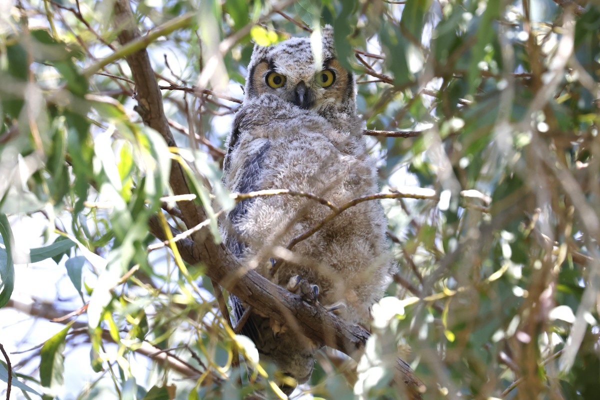 Great Horned Owl - Tom Fangrow