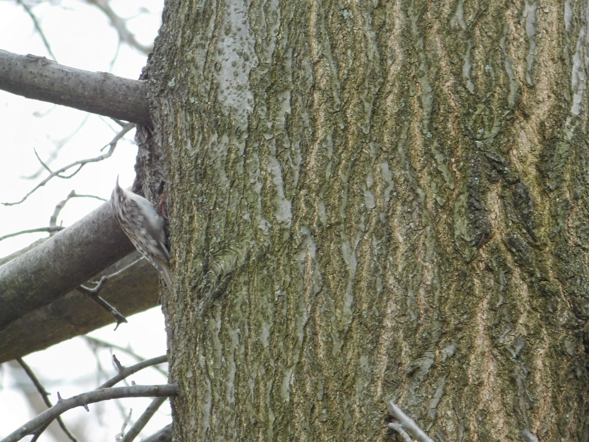 Brown Creeper - ML553527261