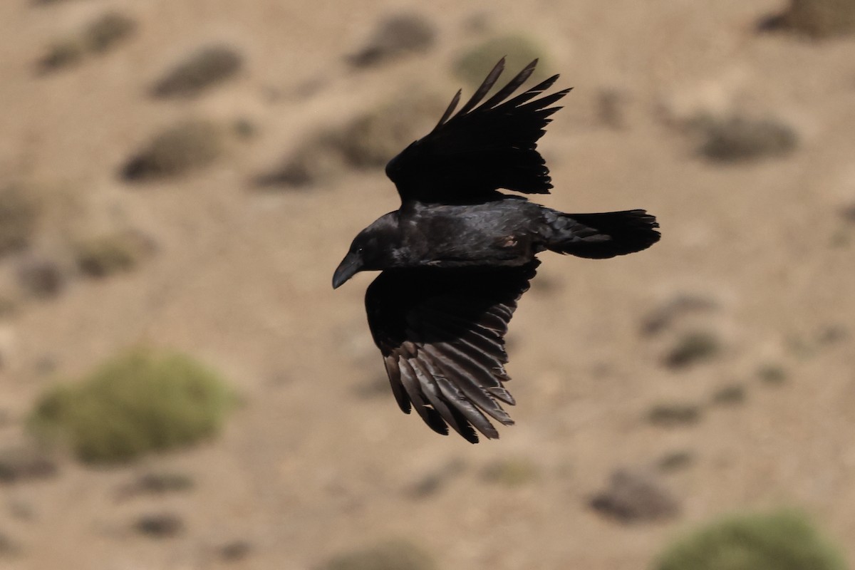 Common Raven - ML553527501