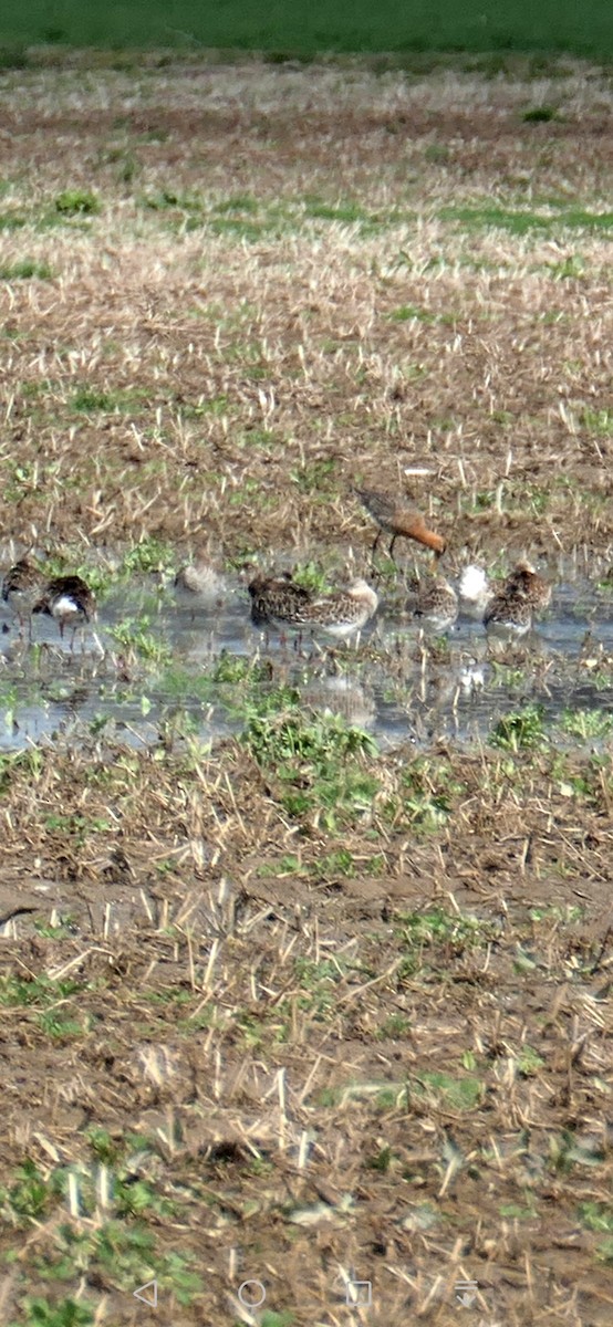 Black-tailed Godwit - ML553527681