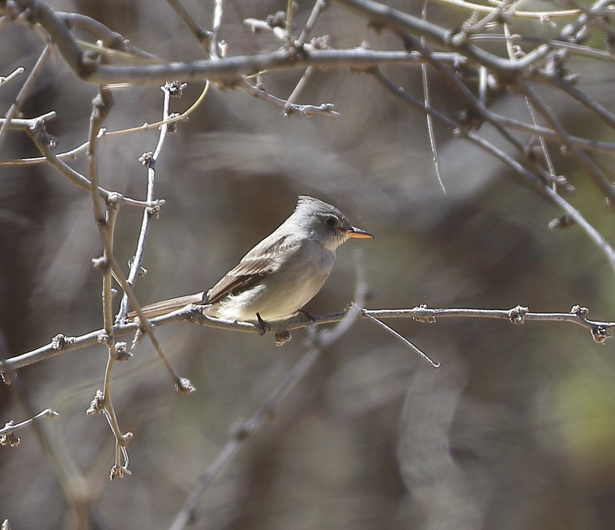 Greater Pewee - ML553527821