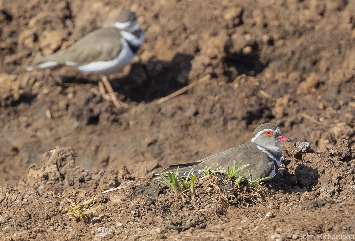 Three-banded Plover - ML553528191