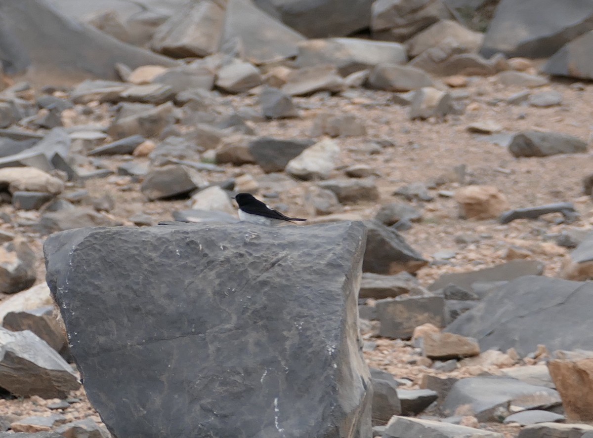 Hume's Wheatear - Krzysztof Dudzik-Górnicki