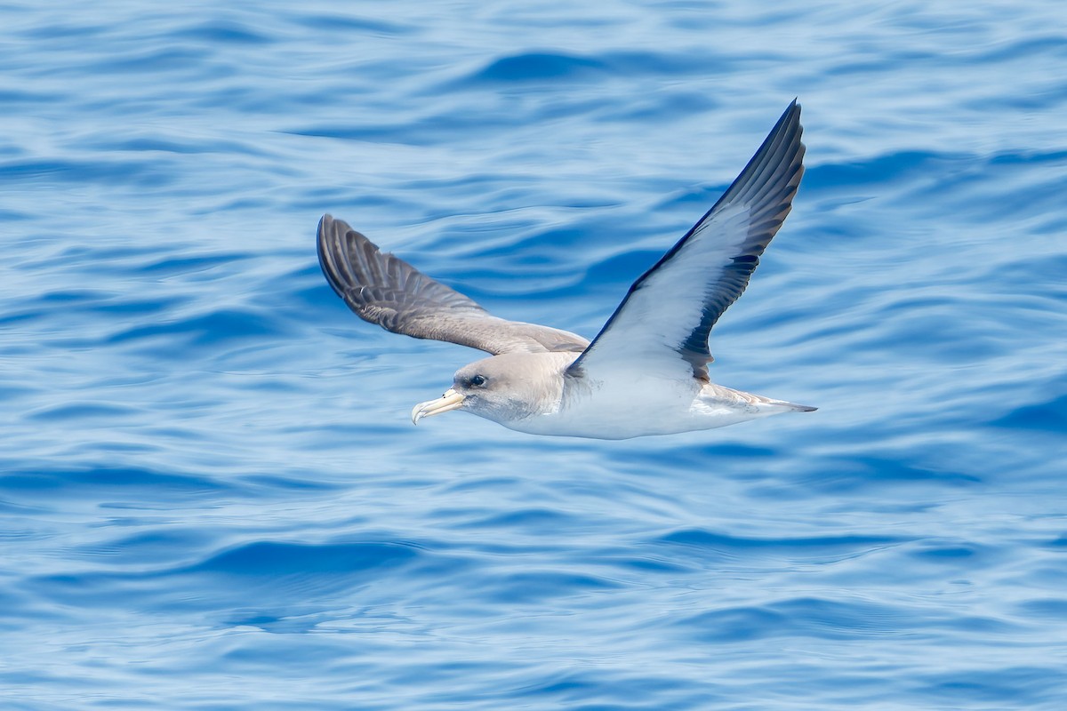 Cory's Shearwater - ML553529091