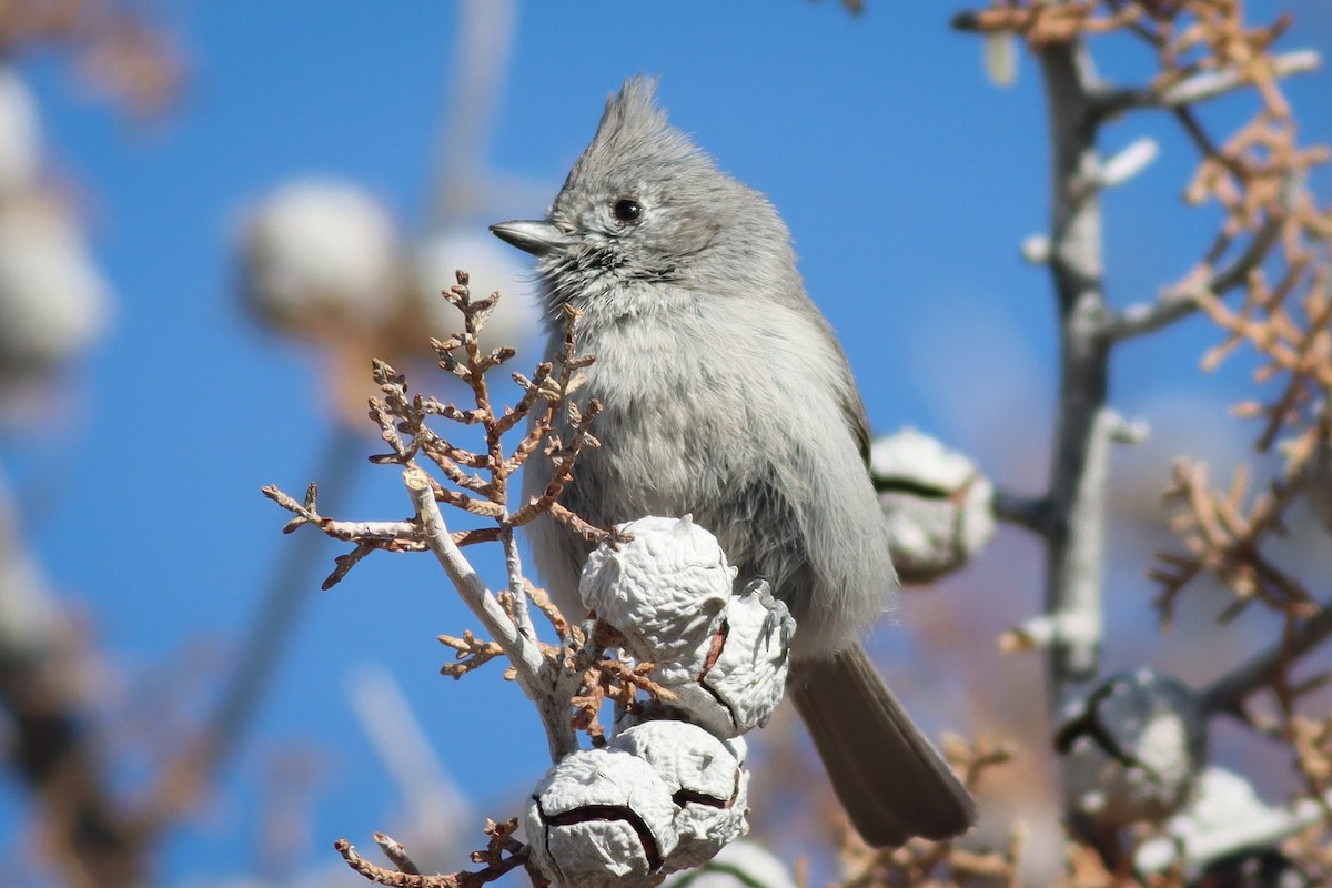 Juniper Titmouse - Andrew Masaitis