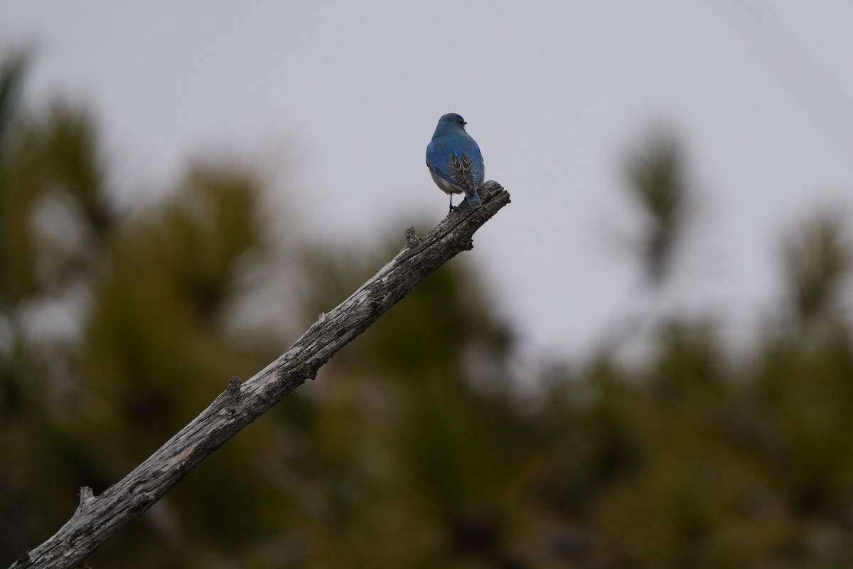 Mountain Bluebird - ML553535171