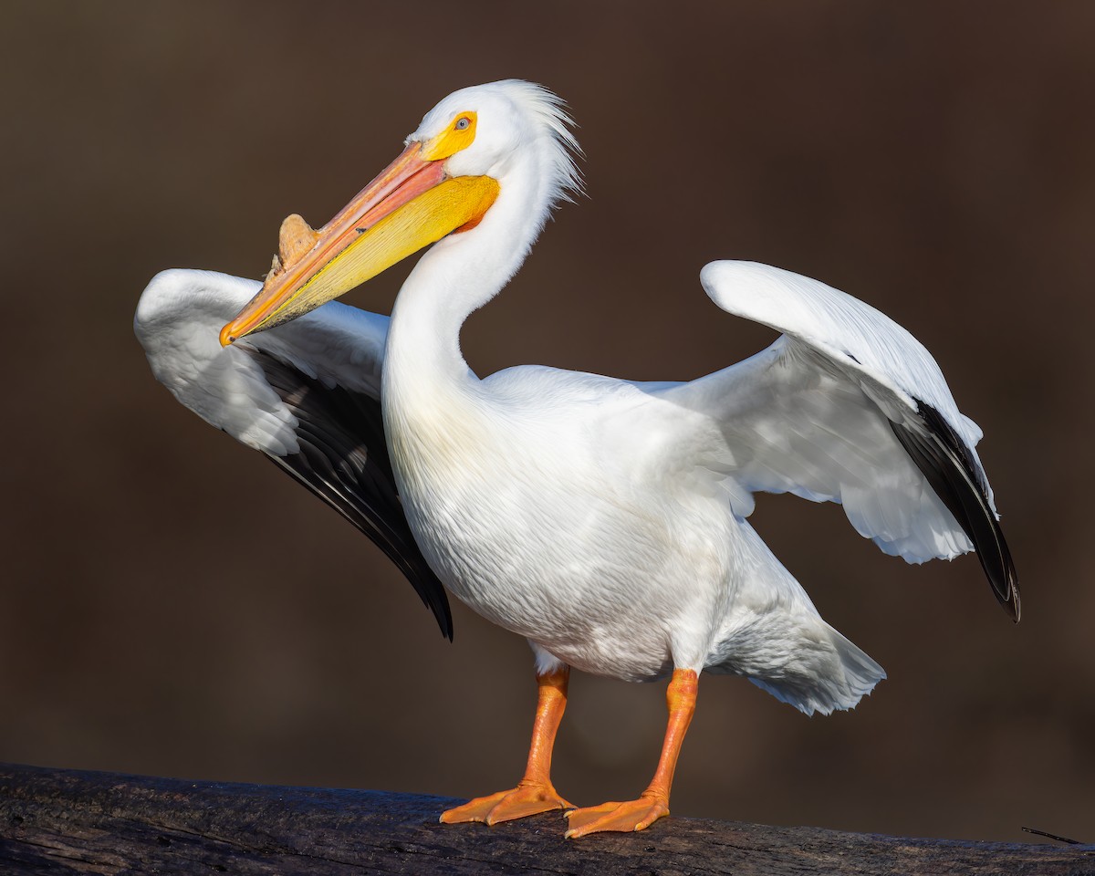 American White Pelican - ML553537011