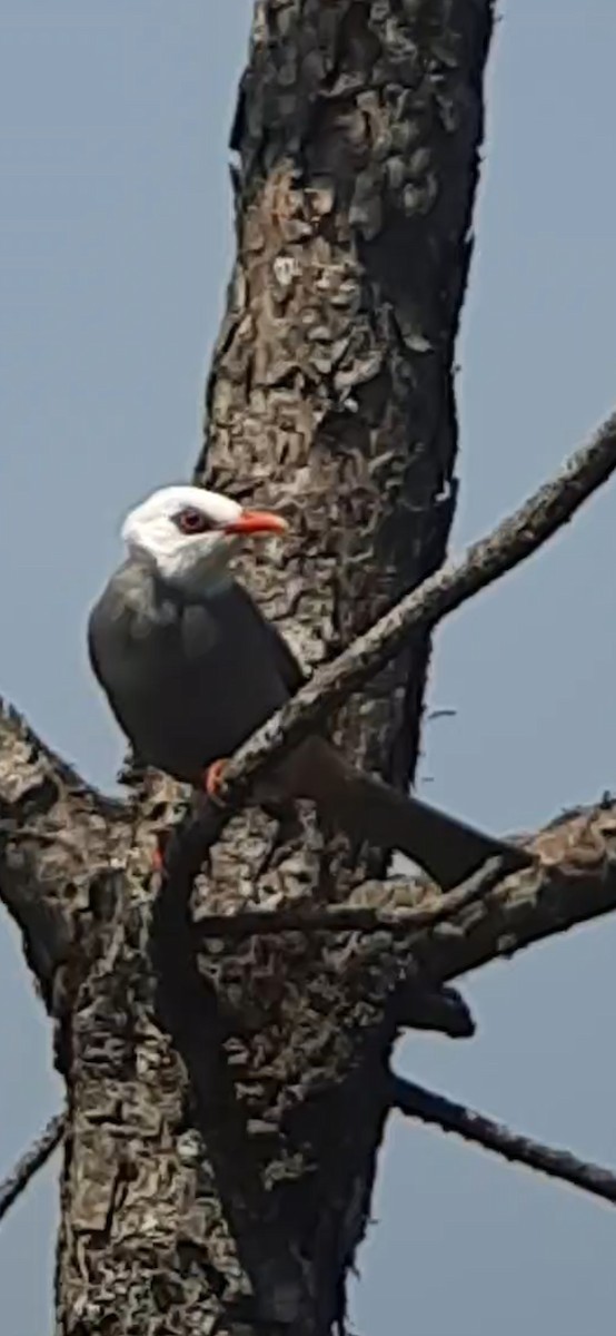 White-headed Bulbul - Michaël  Dagnelie