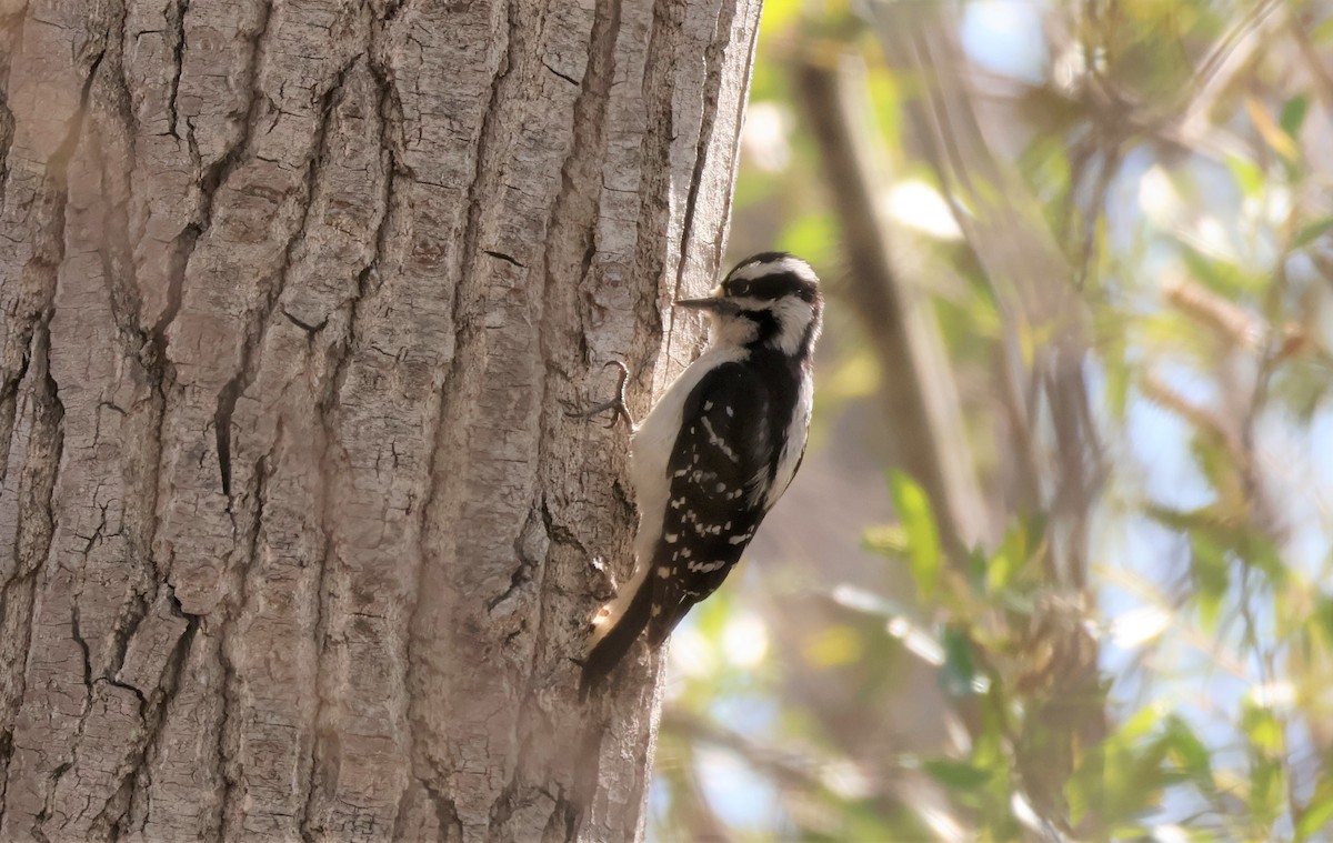 Downy Woodpecker - ML553538141