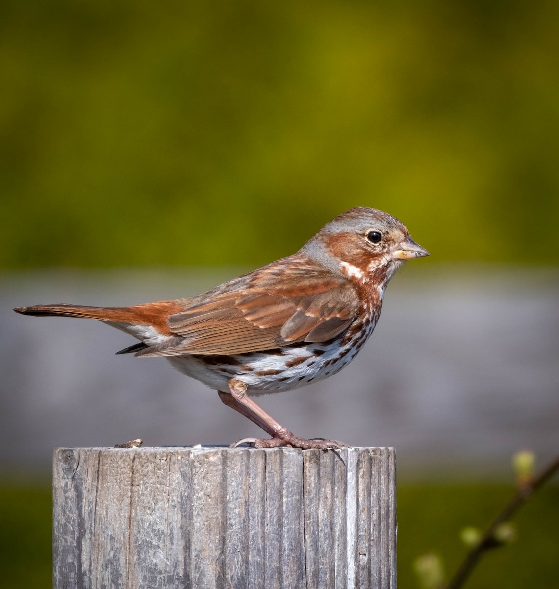 Fox Sparrow - ML553538791