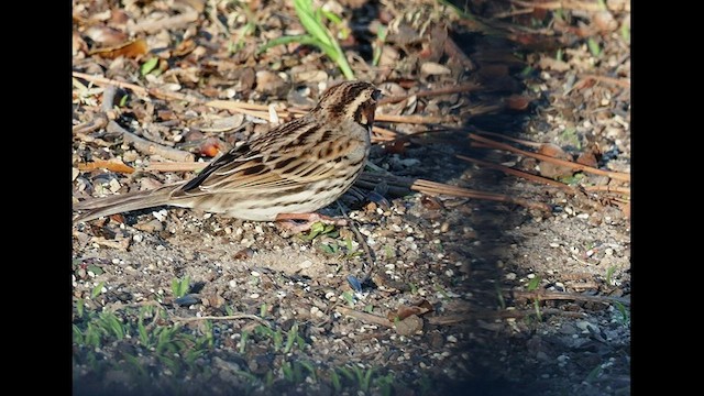 Little Bunting - ML553540161