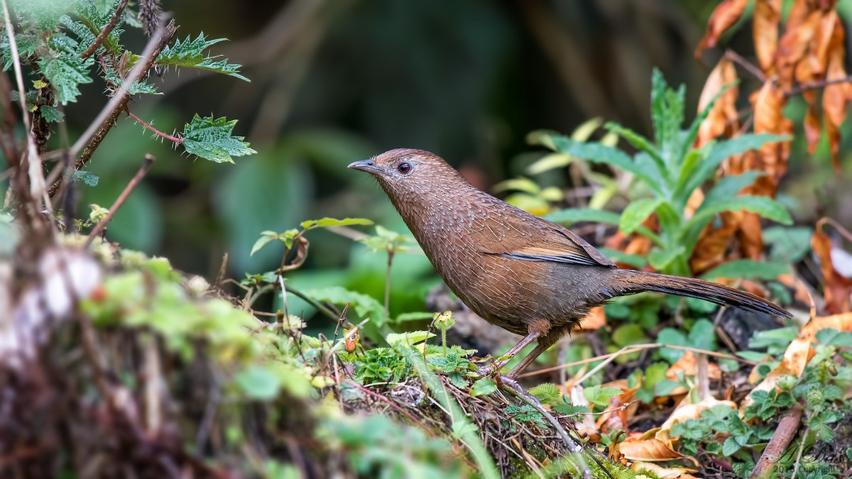 Bhutan Laughingthrush - Abhishek Das