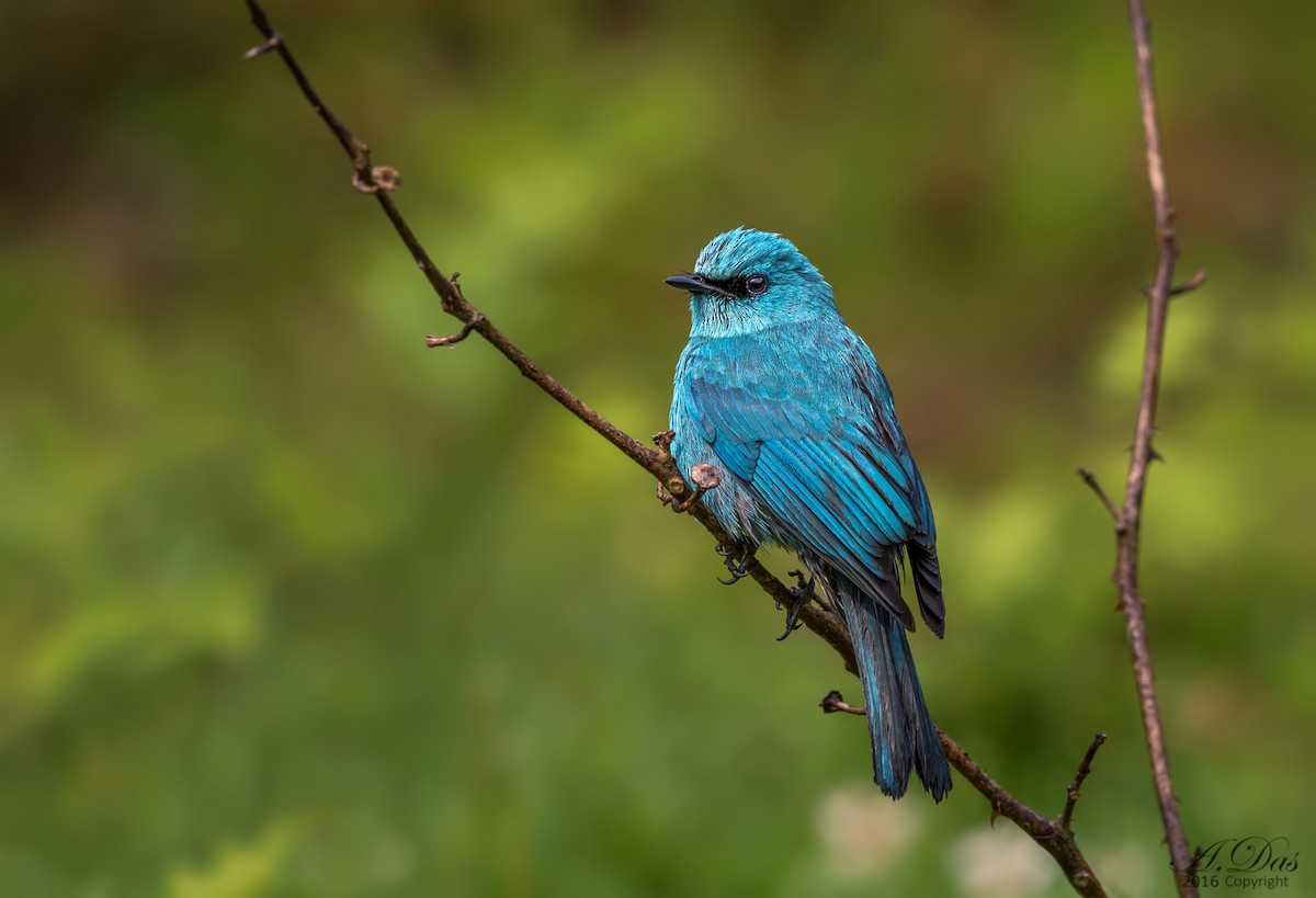 Verditer Flycatcher - ML55354041