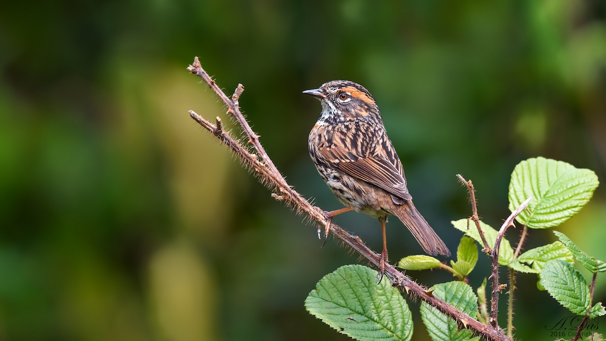 Rufous-breasted Accentor - Abhishek Das