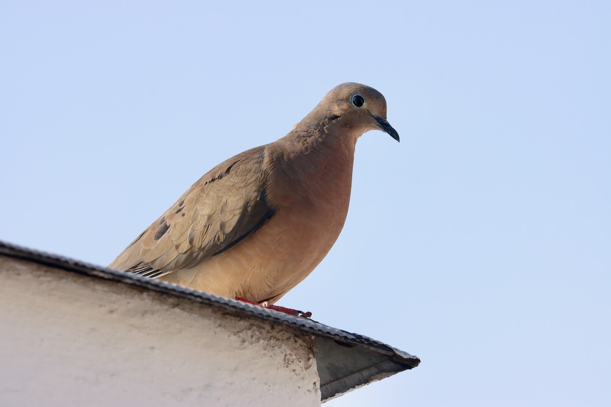 Eared Dove - ML553540671