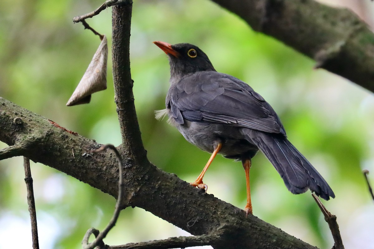 Great Thrush - ML553541091