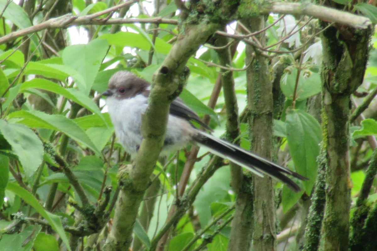 Long-tailed Tit - Emily Appleton