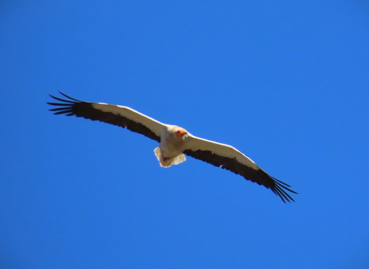 Egyptian Vulture - ML553542501