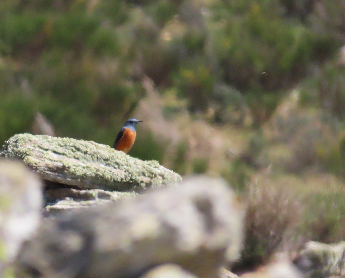 Rufous-tailed Rock-Thrush - ML553542851