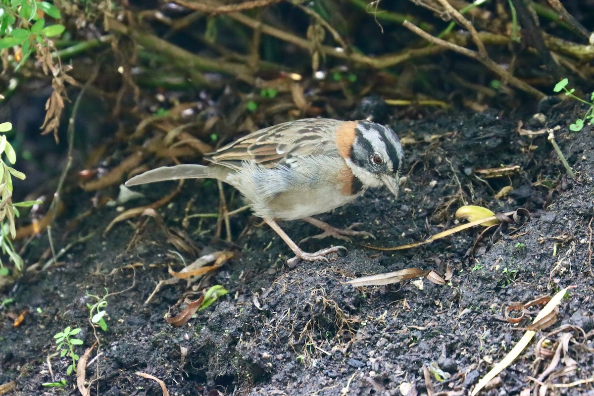 Rufous-collared Sparrow - ML553544931