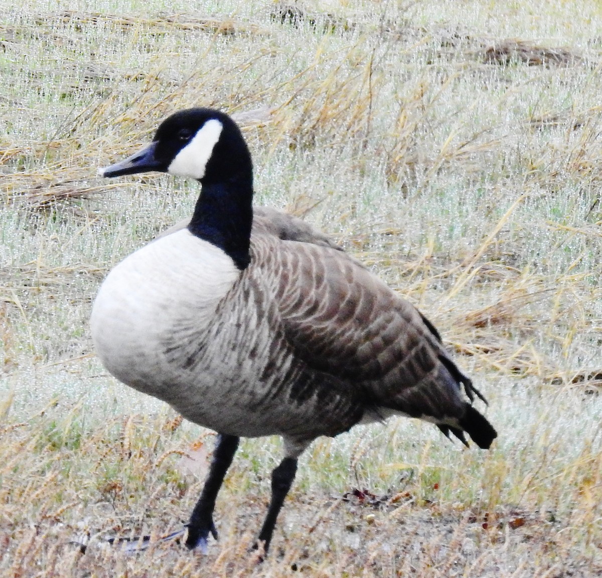 Barnacla Canadiense Grande - ML55354511