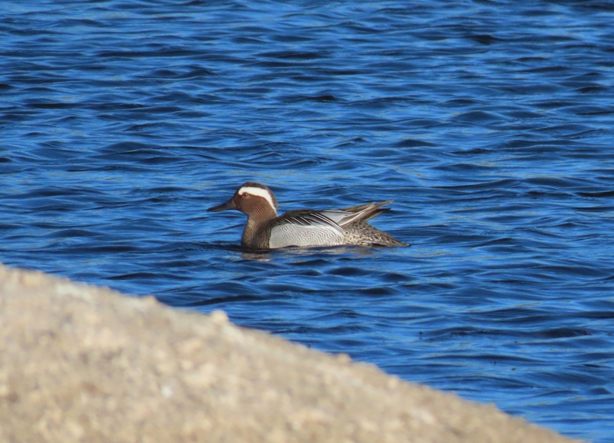 Garganey - ML553545591