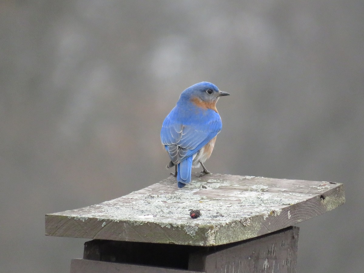 Eastern Bluebird - ML553547351