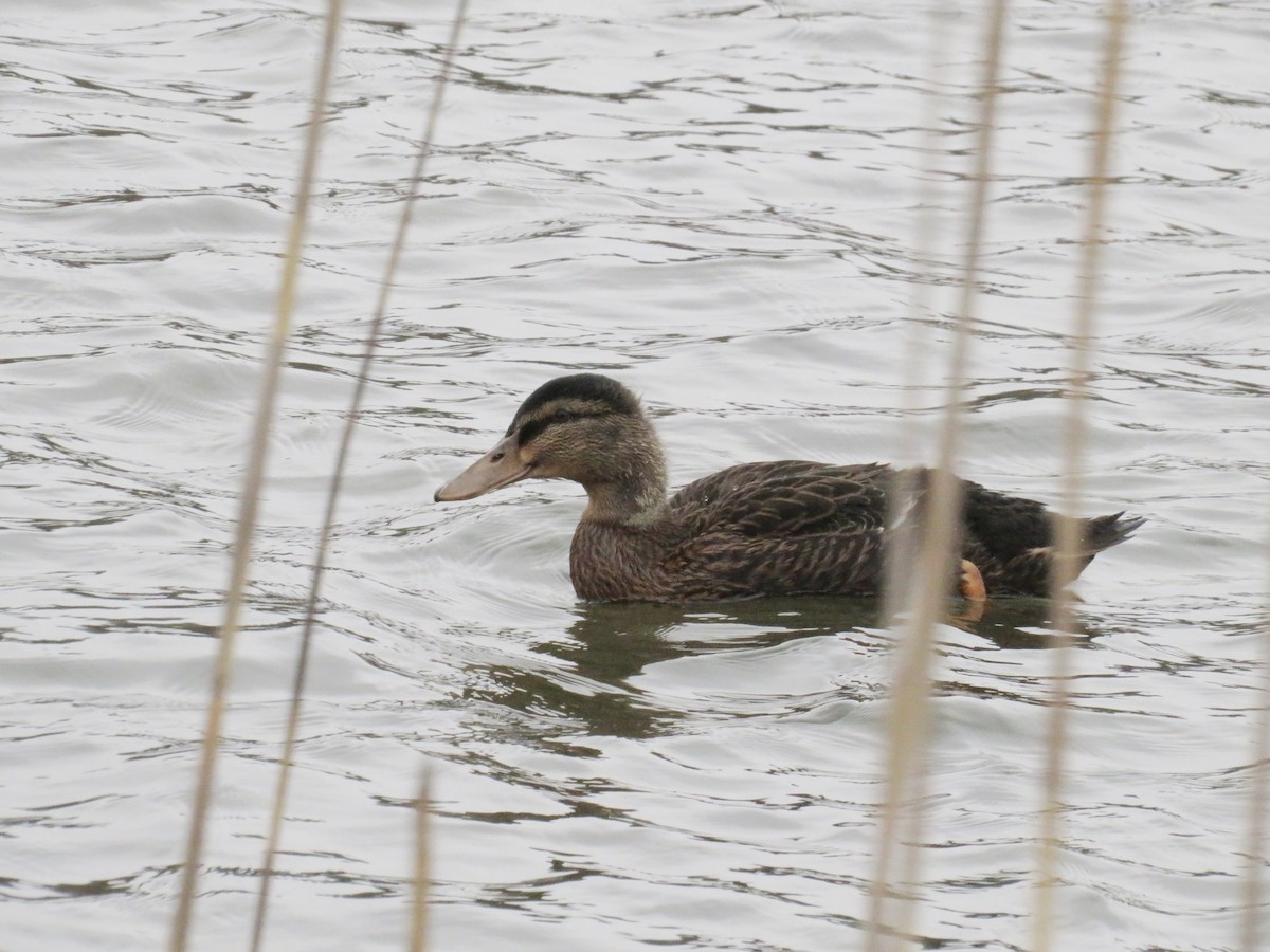 American Black Duck - ML553547461