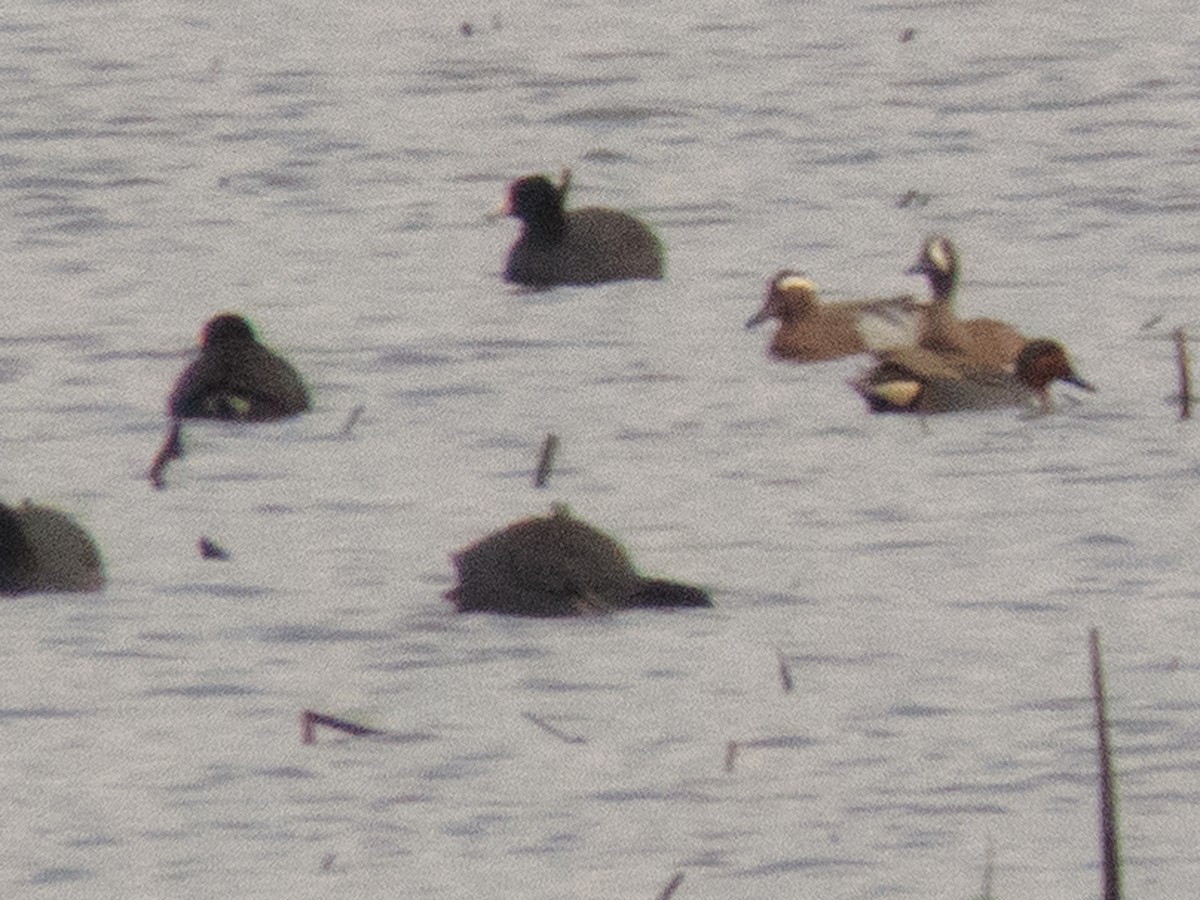 Garganey - Tom Nagel