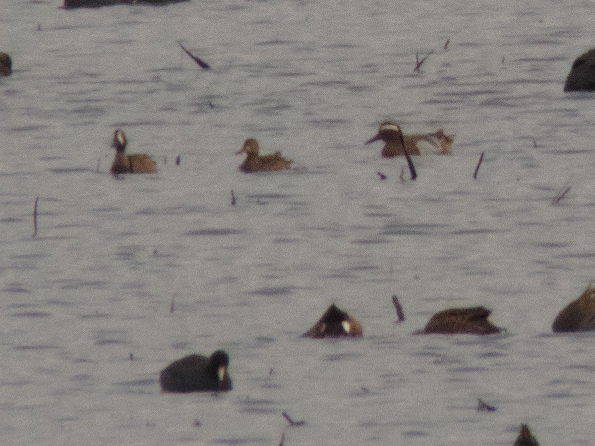 Garganey - Tom Nagel