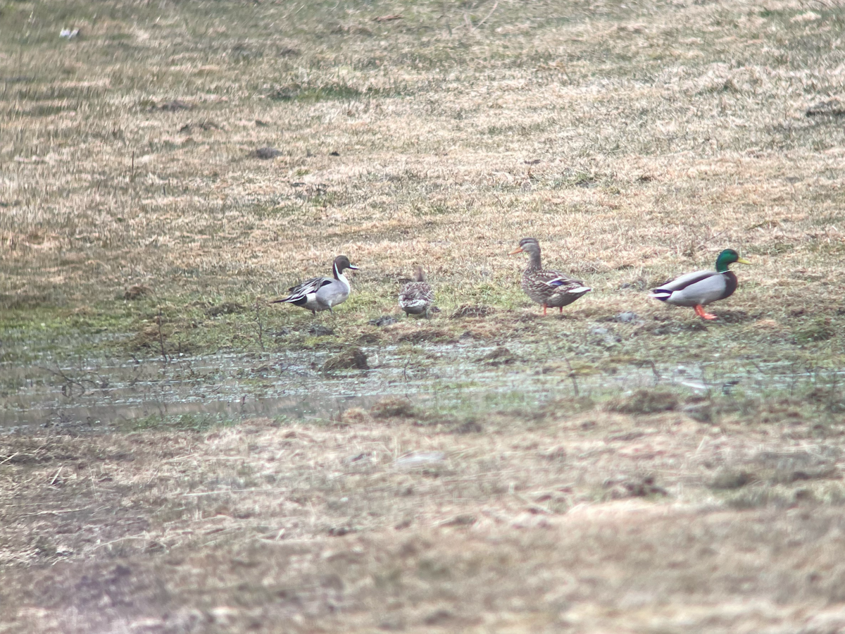 Northern Pintail - ML553548931