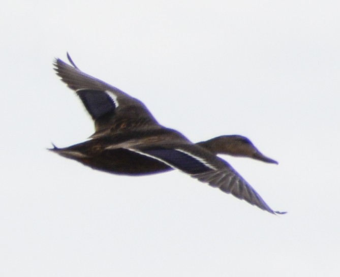 Mexican Duck - ML553549681