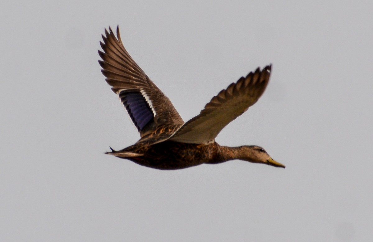 Mexican Duck - ML553549741
