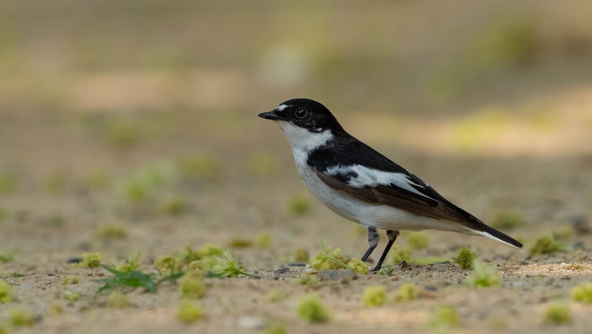 Semicollared Flycatcher - ML553550601