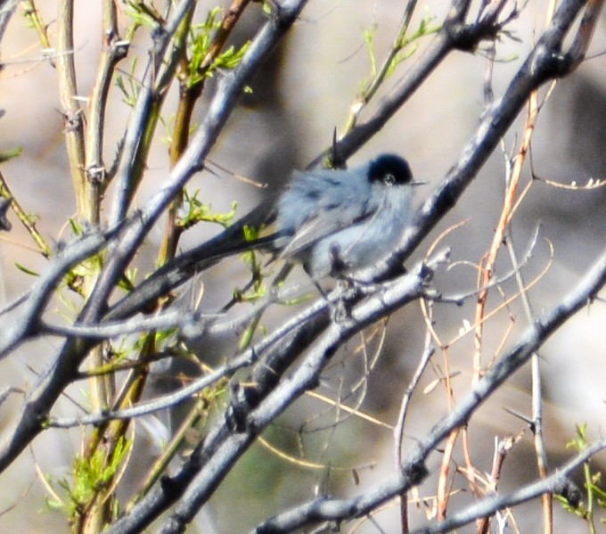 Black-tailed Gnatcatcher - ML553551121