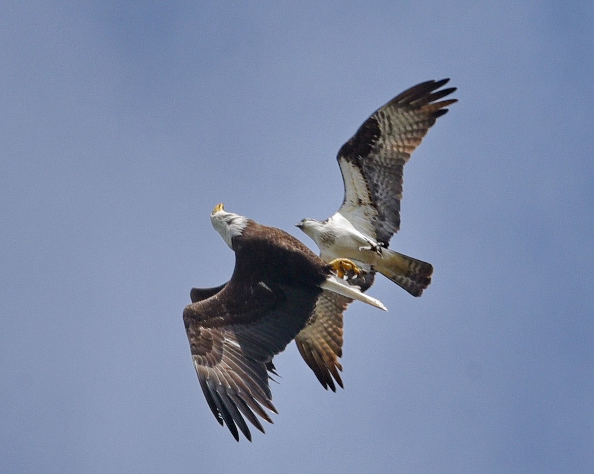 Osprey - Barb and Lynn