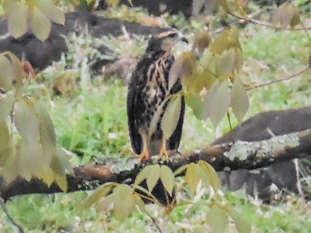 Snail Kite - ML553552121