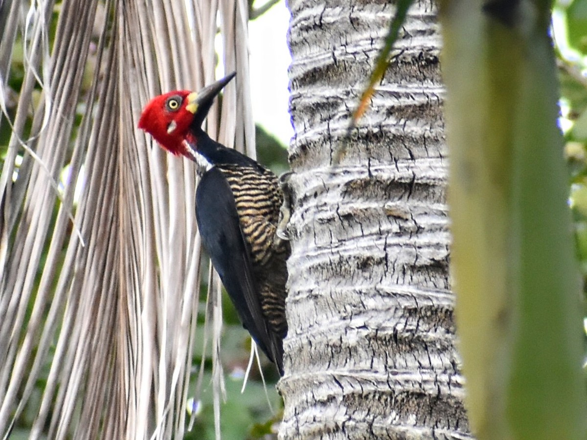 Crimson-crested Woodpecker - ML553552361