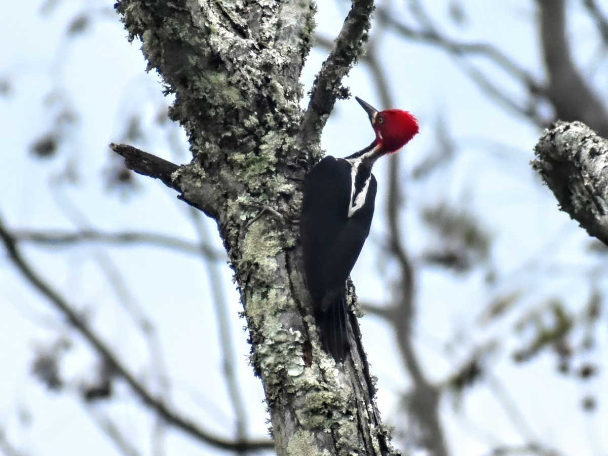 Crimson-crested Woodpecker - ML553552371